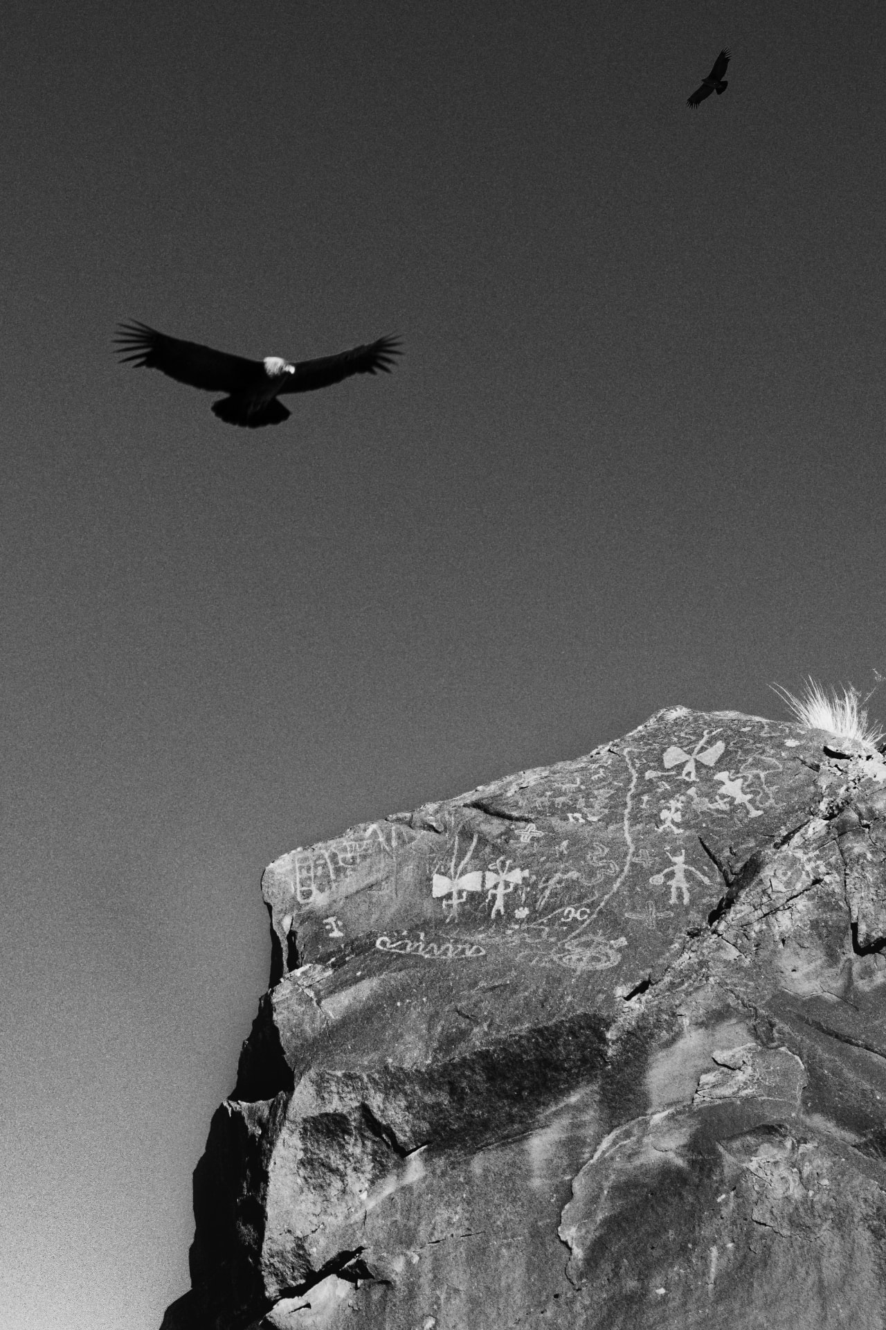 An eagle in flight above a rock face marked with ancient petroglyphs